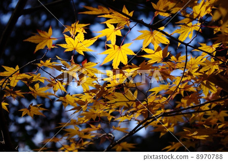 Shokoin Shokoin 8970788