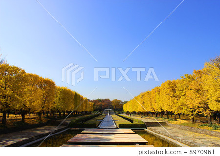 昭和紀念公園秋葉 8970961