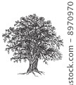 Oak tree 8970970