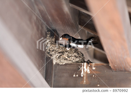 Swallow making a nest Swallow making a nest 8970992