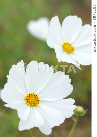 Bright white cosmos Bright white cosmos 8972196