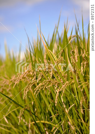 Rice field 8972331