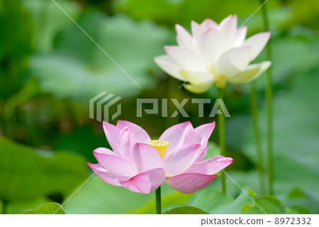 Lotus 8972332