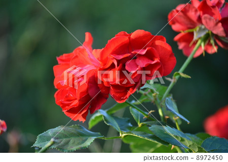 rose	 rose	 8972450