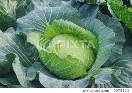 在收穫的白菜 在收穫的白菜 8973123