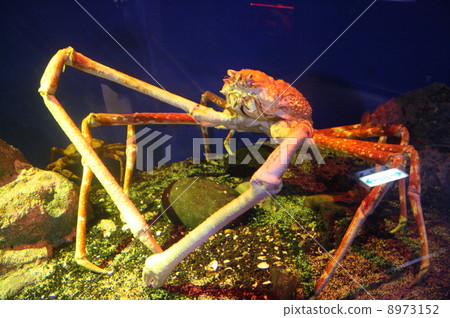 深海蟹 深海蟹 8973152