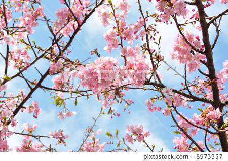 櫻桃樹 櫻桃樹 8973357