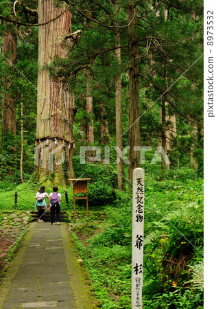 Natural treasure monster Sugi Haguroyama Natural treasure monster Sugi Haguroyama 8973532