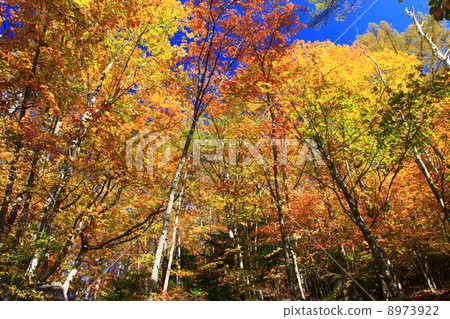 秋天的樹葉 8973922