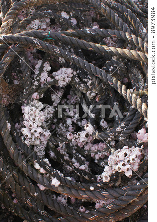 繩索與藤壺 繩索與藤壺 8973984