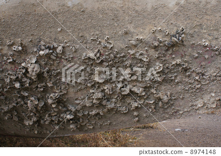 牡蠣附著在船底，藤壺上 8974148