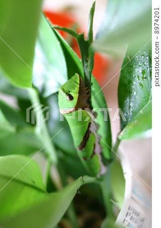 燕尾幼蟲 燕尾幼蟲 8974201