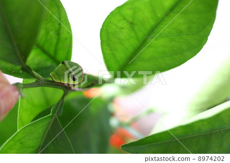 燕尾幼蟲 8974202