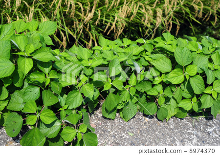 Yokado的Shio-sai Yokado的Shio-sai 8974370