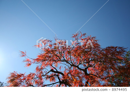 Momiji Momiji 8974495