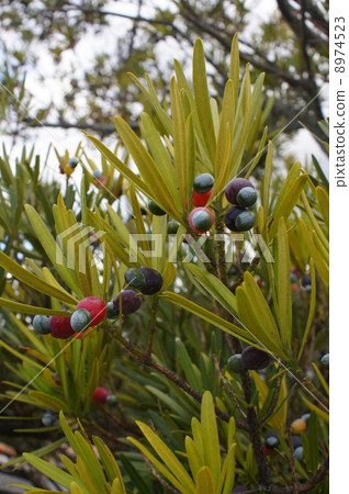 Inumaki noodles Inumaki noodles 8974523