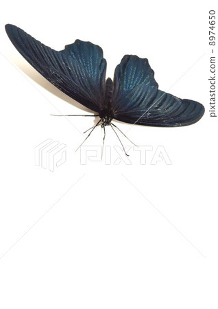 長崎keiha羽毛白色後面背景 8974650