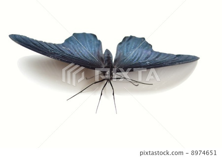 Nagasaki keiha feather white back background 8974651