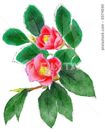 Camellia Camellia 8974690