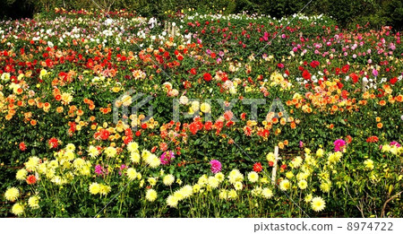 Dahlia Garden (Landscape) 8974722