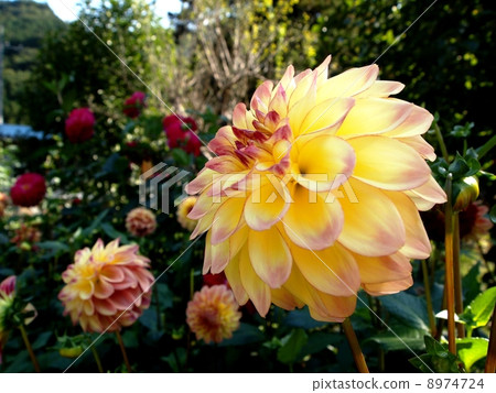 Dahlia (Up 2) 8974724