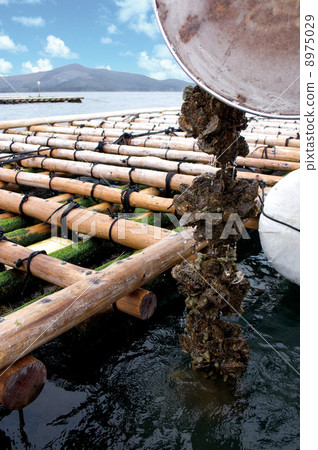 Oyster cultured raft 8975029