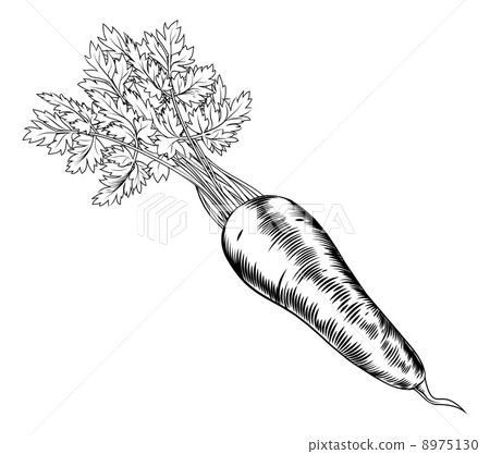 Vintage retro woodcut carrot 8975130