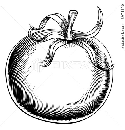 Vintage retro woodcut tomato Vintage retro woodcut tomato 8975160