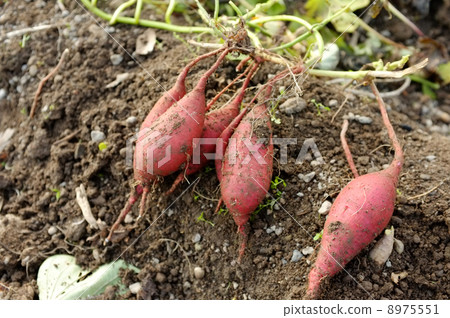 Potato digging Potato digging 8975551