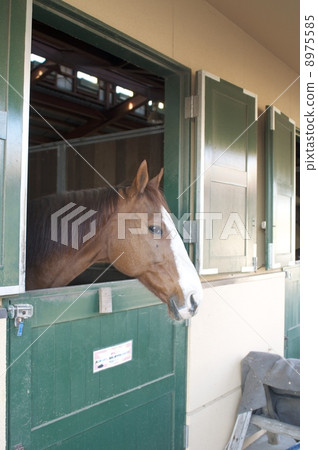 Horse  8975585