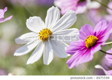 White cosmos White cosmos 8975599