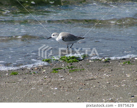 Miyubishigi在inage海岸尋找食物 8975629