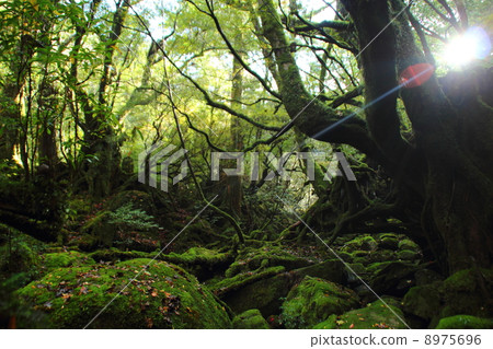 青苔離開森林 8975696