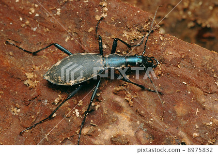 Mai Mai Photobucket 8975832