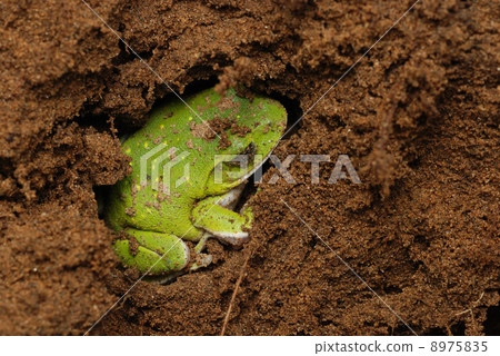 Schlegel frog during overwintering 8975835