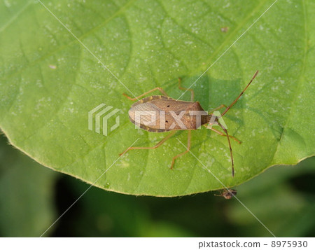 Hoshi Hararillo Helicopter bug 8975930