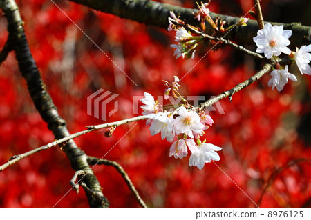 櫻花 櫻 賞櫻 8976125