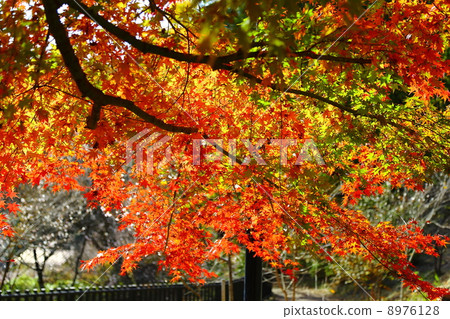 楓樹 紅葉 紅楓 8976128