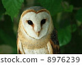Barn owl 8976239