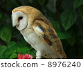 Barn owl 8976240