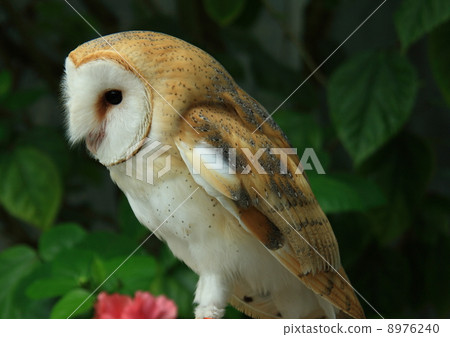 倉owl 8976240