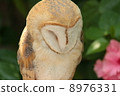 Barn owl 8976331
