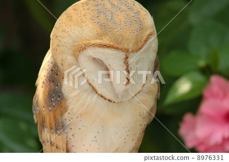 Barn owl 8976331