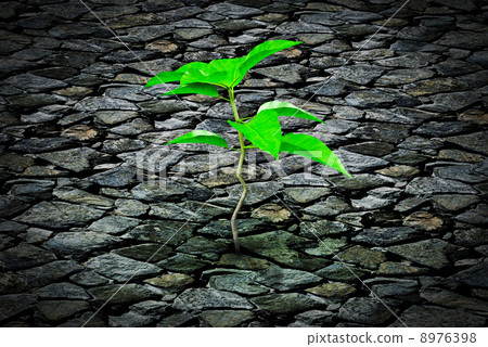 Small plant growing from a stone pavement 8976398