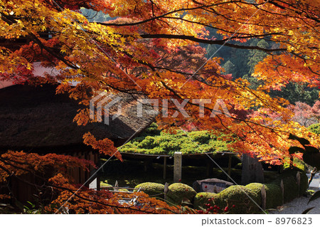 京都Zenjinji秋葉 8976823