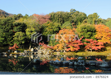 Kyoto Tenryuji Sauce pond garden 8976824