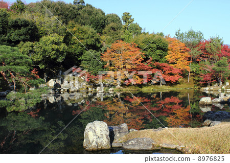 Kyoto Tenryuji Sauce pond garden 8976825
