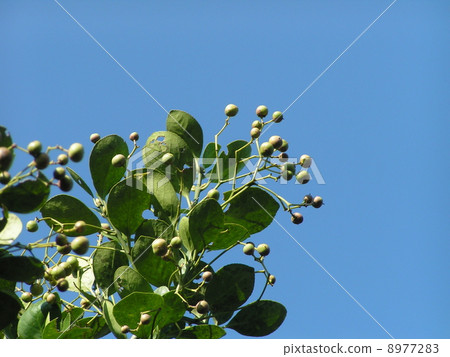 未成熟的Masaki的果實,切開,發出覆蓋著橘紅色臨時種皮的種子 未成熟的Masaki的果實,切開,發出覆蓋著橘紅色臨時種皮的種子 8977283