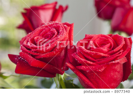 Red roses Red roses 8977340