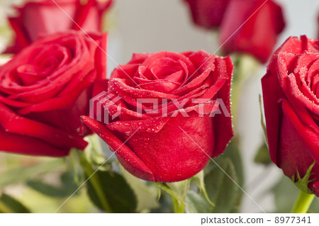 Red roses Red roses 8977341